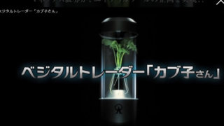 ベジタルトレーダー カブ子さん